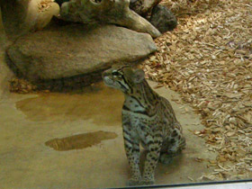 Фото Оцелот