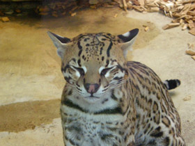 Фото Оцелот