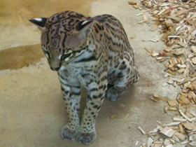 Фото Оцелот