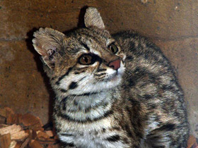 Смотреть фото Онцилла Фото Онцилла