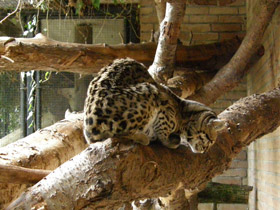 Фото Маргай