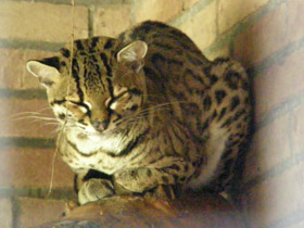 Фото Маргай