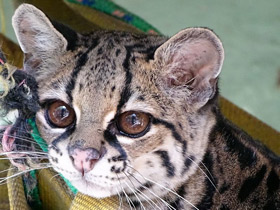 Фото Маргай