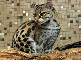 Фото Маргай