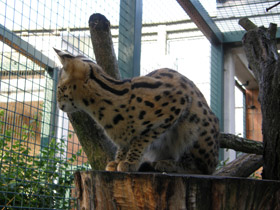 Смотреть фото Сервал Фото Сервал