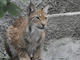 Фото Европейская рысь