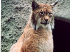 Фото Европейская рысь