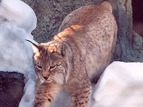 Фото Европейская рысь