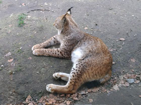 Фото Европейская рысь