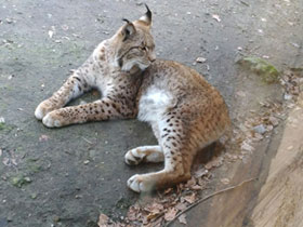 Фото Европейская рысь