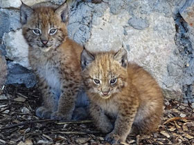 Фото Европейская рысь