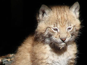 Фото Европейская рысь