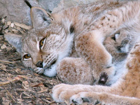 Фото Европейская рысь