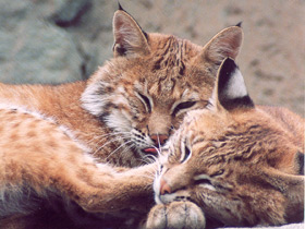 Европейская рысь