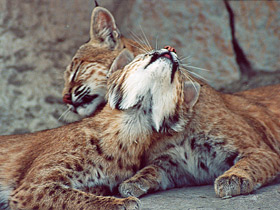 Европейская рысь