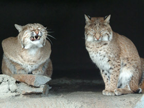 Европейская рысь