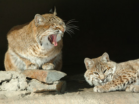 Европейская рысь