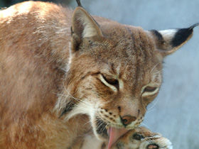 Европейская рысь