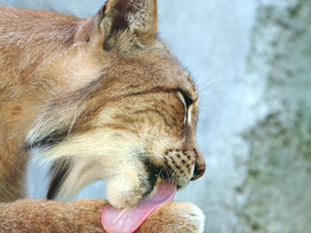 Фото Европейская рысь