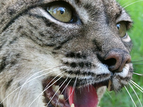 Пиренейская рысь