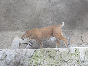 Фото Рыжая рысь