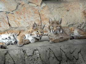 Фото Рыжая рысь