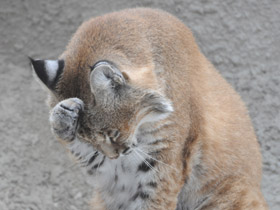 Фото Рыжая рысь