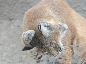 Фото Рыжая рысь