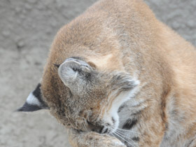 Фото Рыжая рысь