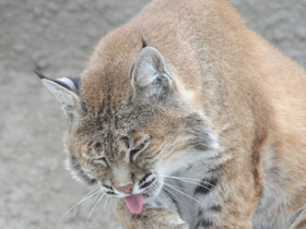 Фото Рыжая рысь