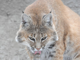 Фото Рыжая рысь