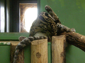 Смотреть фото Дымчатый леопард Фото Дымчатый леопард