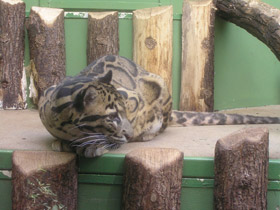 Смотреть фото Дымчатый леопард Фото Дымчатый леопард