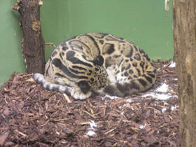 Смотреть фото Дымчатый леопард Фото Дымчатый леопард
