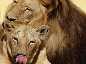 Фото Ангольский лев