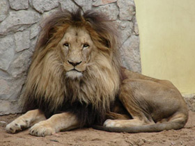 Фото Ангольский лев