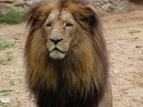 Фото Ангольский лев
