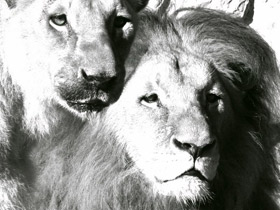 Фото Ангольский лев