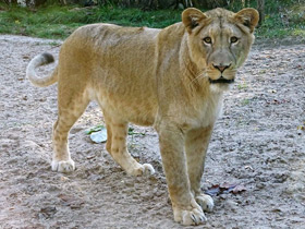 Фото Трансваальский лев