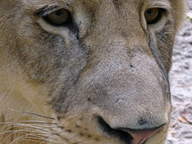 Фото Трансваальский лев