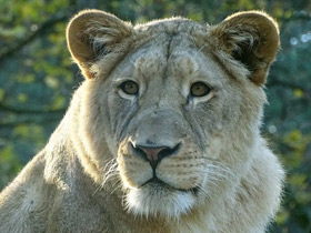 Фото Трансваальский лев