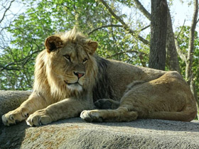 Фото Берберийский лев