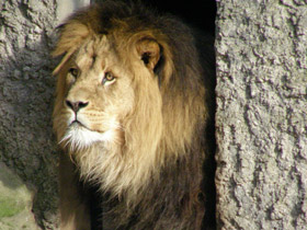 Африканские животные Международной Красной книги Африканские животные Международной Красной книги