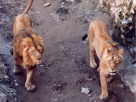 Азиатский лев