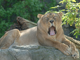 Азиатский лев