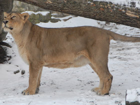 Фото Азиатский лев