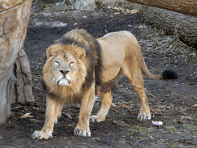 Азиатский лев