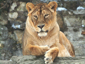 Азиатский лев