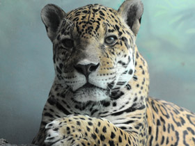 Смотреть фото Ягуар Фото Ягуар