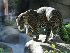 Смотреть фото Ягуар Фото Ягуар